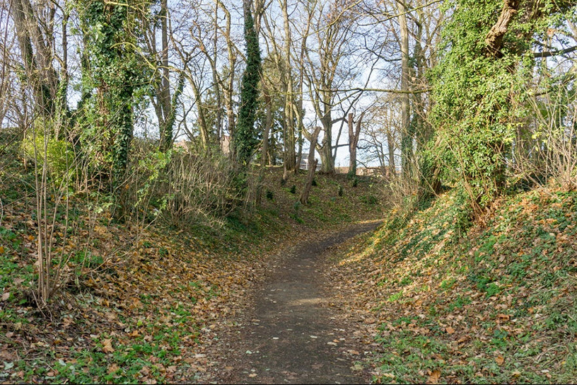 Bos met een paadje omhoog